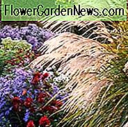 Design med Ornamental Grass, Hvordan man vælger Miscanthus, Hvordan man lander med Ornamental Grass, Hvordan man lander med japanske Sølvgræs, Hvordan man vælger Ornamental Grass, Hvordan man vælger Japanske Sølvgræs,
