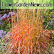 Miscanthus Sinensis 'Ghana', Maiden Grass 'Ghana', Eulalia 'Ghana', kinesisk sølvgræs 'Ghana', japansk sølvgræs 'Ghana', lavt vedligeholdelsesgræs, lavt vedligeholdelsesanlæg
