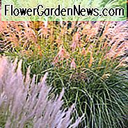 Miscanthus Sinensis 'Grosse Fontane', Maiden Grass 'Grosse Fontane', Eulalia 'Grosse Fontane', Kinesisk Sølvgræs 'Grosse Fontane', Japansk Sølvgræs 'Grosse Fontane', Lavt vedligeholdelsesgræs, Lavt vedligeholdelsesanlæg