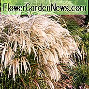Miscanthus Sinensis 'Kaskade', Maiden Grass 'Kaskade', Eulalia 'Kaskade', Kinesisk Sølvgræs 'Kaskade', Lavt vedligeholdelsesgræs, Lavt vedligeholdelsesanlæg