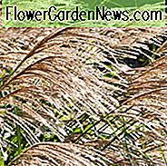 Miscanthus Sinensis 'Silberfeder', Maiden Grass 'Silberfeder', Eulalia 'Silberfeder', Kinesisk Sølvgræs 'Silberfeder', Japansk Sølvgræs 'Silberfeder', 'Sølvfugl' Maiden Grass, Lavt vedligeholdelsesgræs, Lavt vedligeholdelsesanlæg