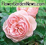 Rose 'Heritage', Ausblush, Rosa 'Heritage', Engelsk Rose 'Heritage', David Austin Roser, Engelske Roser, Klatrerroer, Busk Roser, Lyserøde Roser, Meget duftende Roser, Duftende Roser