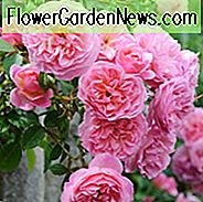 Rose 'Hyde Hall', Ausbosky, Rosa 'Hyde Hall', Engelsk Rose 'Hyde Hall', David Austin Roser, Engelske Roser, Busk Roser, Lyserøde Roser, Duftende Roser, Delskygge Roser, Hækroser