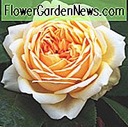 Rosa Jude The Obscure, Rose Jude The Obscure, Engelsk Rose Jude The Obscure, David Austin Rose Jude The Obscure, Duftende Roser., Buskroser, Gule Roser, Abrikosroser, Klatreroster, Rosebusker, Haveroer