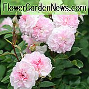 Rose 'Roosemoor', Austough, Rosa 'Roosemoor', Engelsk Rose 'Roosemoor', David Austin Roser, Engelske Roser, Busk Roser, Lyserøde Roser, Deleskygger Roser, Hækroser, Containerroser, Roser til Potter