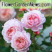 Rose A Shropshire Lad, Rosa En Shropshire Lad, David Austin Rose, Engelsk Roser, Busk Roser, Lyserøde Roser, Klatrer Roser, Duftende Roser