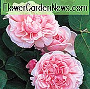 Rose 'St Swithun', Auswith, Rosa 'St Swithun', Shrub Rose 'St Swithun', Klatring Rose 'James Galway', David Austin Roser, Engelske Roser, Klatreroster, Lyserøde Roser, Meget duftende Roser