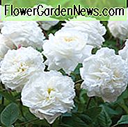 Rose Susan Williams-Ellis, Rosa Susan Williams-Ellis, Engelsk Rose Susan Williams-Ellis, David Austin Roser, Engelske Roser, Engelsk Rose, Busk Roser, Rose Bushes, Have Roser, Hvide Roser