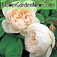 Rose Tess af d'Urbervilles, Rosa 'Tess of the d'Urbervilles', engelsk Rose 'Tess of the d'Urbervilles', David Austin Roser, engelske roser, røde roser, buskroser, rosenbusker, haveroser, duftende roser, Favoritroser