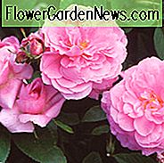 Rose Mayflower, Rosa Mayflower, Engelsk Rose Mayflower, David Austin Roser, Engelsk Roser, Rose Bushes, meget duftende roser, Have Roser, Pink Roses