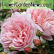 Rose 'Wildeve', Ausbonny, Rosa 'Wildeve', Engelsk Rose 'Wildeve', David Austin Roser, Engelske Roser, Busk Roser, Lyserøde Roser, Meget duftende Roser, Deleskygge Roser, Hækroser