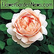 Rose Ambridge Rose, Rosa Ambridge Rose, Engelsk Rose Ambridge Rose, David Austin Roser, Engelsk Roser, Buskroser, Pink Roser, Rose Bushes, Garden Roses, Mest duftende Roser, Roser til beholdere