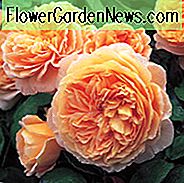 Rose Crown Princess Margareta, Rosa 'Crown Princess Margareta', Engelsk Rose 'Crown Princess Margareta', David Austin Roser, Engelske Roser, Rose Bushes, Orange Roser, Klatring Roser, Buskroser, Meget duftende Roser, Roser Rosen