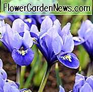 Iris reticulata, Zwergiris, Frühlingscontainerideen, Iris Reticulata 'Katharine Hodgkin', Iris Reticulata 'Harmonie', Iris reticulata 'Elf', Iris Reticulata 'Frühlingszeit', Iris Reticulata 'Gordon'