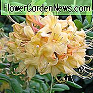 Rhododendron 'My Mary', 'My Mary' Rhododendron, 'My Mary' Azalee, sommergrüne Azalee, frühe Mittelzeitzazalee, gelbe Azalee, gelber Rhododendron, gelber blühender Strauch
