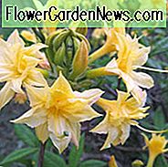 Rhododendron 'Narzissenflorum', 'Narzissenflorum' Azalee, Azalee 'Narzissenflorum', sommergrüne Azalee, späte Mittelzeitzazalee, duftende Azalee, duftender Rhododendron, gelbe Azalee, gelber Rhododendron, gelber blühender Strauch