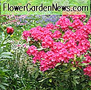 Rhododendron 'Nova Zembla', 'Nova Zembla' Rhododendron, immergrüne Rhododendron, Midseason Rhododendron, rosa Azalee, rosa Rhododendron, rosa blühenden Strauch, rosa immergrünen Strauch