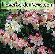 Rhododendron 'Percy-Wiseman', 'Percy-Wiseman' Rhododendron, Mitteljahresrhododendron, Immergrüner Rhododendron, Weiße Blumen, Weißer Rhododendron, Weiß blühender Strauch