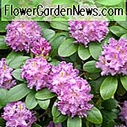 Rhododendron 'Roseum Elegans', 'Roseum Elegans' Rhododendron, Rhododendron Catawbiense 'Roseum Elegans', späte Mittelzeitzazalea, purpurrote Azalee, purpurroter Rhododendron, purpurroter blühender Strauch