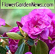 Rhododendron 'April Rose', 'April Rose' Rhododendron, Frühe Jahreszeit Rhododendron, lila Azalee, lila Rhododendron, lila blühenden Strauch, immergrünen Rhododendron