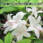 Rhododendron 'Westons Unschuld', 'Weston's Innocence' Azalee, Azalee 'Weston's Innocence', sommergrüne Azalee, späte Azalee, duftende Azalee, duftender Rhododendron, weiße Azalee, weißer Rhododendron, weißer blühender Strauch