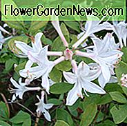 Rhododendron Atlanticum, Coastal Azalea, Zwerg Azalee, Midseason Azalea, duftende Azalee, duftender Rhododendron, weißer Azalee, weißer Rhododendron, weißer blühender Strauch