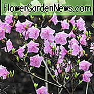 Rhododendron Mucronulatum 'Cornell Pink', 'Cornell Pink' Rhododendron, Rhododendron 'Cornell Pink', sehr frühe Saison Rhododendron, rosa Rhododendron, rosa blühenden Strauch, immergrünen Rhododendron