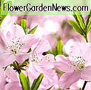 Rhododendron Prunifolium, Plumleaf Azalee, Plum Blatt Azalee, orange Blüten, orange Rhododendron, orange blühender Strauch, orange Azalee, rote Blüten, roter Rhododendron, rot blühender Strauch, rote Azalee, sehr späte Rhododendren