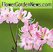 Rhododendron Vaseyi, Pink-Shell Azalee, rosa Blüten, rosa Rhododendron, rosa blühenden Strauch