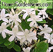 Rhododendron Viscosum, Sumpfazalee, Sumpfgeißblatt, weißer Sumpfgeißblatt, laubabwerfende Azalee, sehr spät Jahreszeit-Rhododendron, wohlriechender Rhododendron, weißer Rhododendron, weißer blühender Strauch