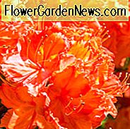 Rhododendron 'Gibraltar', 'Gibraltar' Rhododendron, 'Gibraltar' Azalee, sommergrüne Azalee, mittelhohe Azalee, Knap Hügel Azaleen, Exbury Azaleen, orange Azalee, orange Rhododendron, orange blühender Strauch