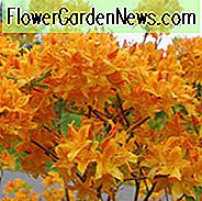 Rhododendron 'Goldene Lichter', 'Goldene Lichter' Rhododendron, 'Goldene Lichter' Azalee, Späte Mittelzeitzazalee, sommergrüne Azalee, orange Azalee, oranger Rhododendron, orange blühender Strauch