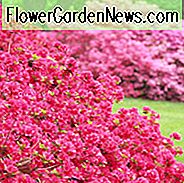 Rhododendron 'Hino Crimson', 'Hino Crimson' Rhododendron, 'Hino Crimson' Azalee, Azalea 'Hino Crimson, immergrüne Azalee, Frühe Mittelzeis Rhododendron, Mittelblättrige Rhododendron, Immergrüner Rhododendron, rote Blüten, roter Rhododendron, rot blühender Strauch