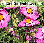 Cistus Purpureus, Purpur-Flowered Rock Rose, Zistrose × purpureus 'Betty Tadevin', mediterrane Pflanzen, mediterrane Sträucher, rosa Blüten, lila Blüten, Orchideen-Zistrosen