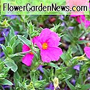 Cistus × Pulverulentus 'Sonnenuntergang', Rock Rose 'Sonnenuntergang', Cistus 'Sonnenuntergang', Cistus crispus 'Sonnenuntergang', Magenta Rock Rose, mediterrane Pflanzen, mediterrane Sträucher, rosa Blüten, lila Blüten