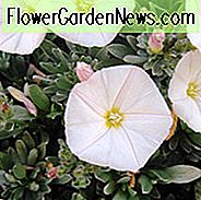 Convolvulus Cneorum, Shrubby Bindweed, silbrige Bindweed, Silverbush, Bush Morning Glory, mediterrane Pflanzen, tolerante Dürre Pflanze, immergrüne Strauch, weiße Blüten