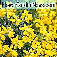 Genista Hispanica, spanischer Ginster, spanische Stechginster, spanische Furze, mediterrane Pflanzen, mediterrane Sträucher, gelbe Blüten