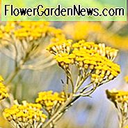 Helichrysum Italicum, Currypflanze, goldene ewige Blume, ewig, Strawflower, Immortelle, Süßholzpflanze, silberne Laubmehrjährige, Dürre beständige Pflanze, Mittelmeerpflanzen, gelbe Blumen