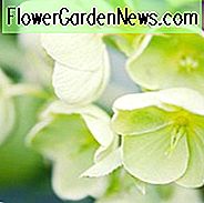 Helleborus Argutifolius, Holly-Leaved Nieswurz, Korsischer Nieswurz, Helleborus corsicus, Helleborus lividus subsp. Korsika, weiße Blumen, Schattenpflanzen