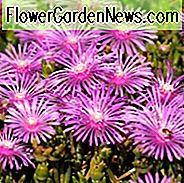 Lampranthus Spectabilis, Trailing Ice Plant, Dürre tolerant Stauden, lila mehrjährige Blumen, immergrüne Staude, wartungsarme mehrjährige, mehrjährige Bodendecker