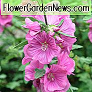 Lavatera × Clementii 'Rosea', Baummalve, Baummalve Rosea, Lavatera arborea 'Rosea', Lavatera Olbia 'Rosea', Lavatera Thuringiaca 'Rosea', Lavatera 'Rosea', Lavatera, Rosa Blumen
