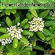 Hebe Rakaiensis, Shrubby Veronica, Rakai Hebe, immergrüner Strauch, kleiner Strauch, Zwergstrauch, Golden Dome Hebe
