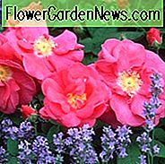 Rosa Gallica var. Officinalis, alte rote Damast-Rose, Apotheker-Rose, offizielle Rose, Provence Rose, rote Rose von Lancaster, purpurroter Damast Rose, Strauchrosen, Strauchrosen, rosa Rosen,