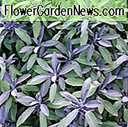 Salvia Officinalis 'Purpurascens', Purpursalbei, Salvia officinalis Purpurascens Gruppe, Salvia officinalis 'Purpurea', preisgekrönter Salvia, Purple Salvia, immergrüner Strauch