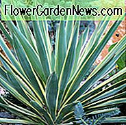 Yucca Gloriosa 'Variegata', Variegated Spanischer Dolch, Yucca gloriosa 'Aureovariegata'