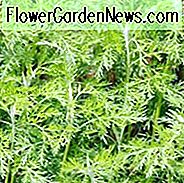 Artemisia Abrotanum, Southernwood, Jungenliebe, Ladys Liebe, Alter Mann, Maid's Ruin, Dienstmädchenliebe, Maid's Passion, Medizinischer Wermut, Sabbat Tag Posy, Slovenwood, Süßes Benjamin, Artemisia paniculata, Artemisia procera Willd, Silberlaubpflanze, aromatische Laubpflanze