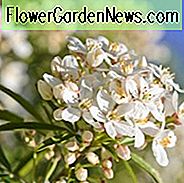 Mexikanische Orangenblüte, mexikanische Orangenblüte, mexikanische Orange, Choisya Grandiflora, weiße Blüten, duftender Strauch, immergrüner Strauch