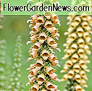 Digitalis Ferruginea, Rusty Fingerhut, cremige Blüten, goldene Blüten, braune Blüten, Hirsch tolerant Staude