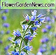 Echium Vulgare, Viper-Bugloss, Adderwort, Blauer Teufel, Blue Thistle, Blueweed, Bugloss, Katzenschwanz, North American Blueweed, Schlangenblume, Viper Gras, Viper Kraut, Dürre tolerante Pflanzen, Sommerblüten, Deer resistente Pflanze, Küstenpflanzen, Seaside Plants