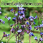 Anchusa Azurea, blauer Bugloss, Anchusa Italica, Alkanet, italienischer Alkanet, italienischer Bugloss, blaue Blume, blaue Blumen